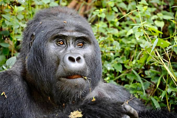 The 70-200mm f/2.8 lens, widely considered the best camera lens for gorilla photography in Bwindi