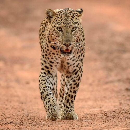 Big Five Safari