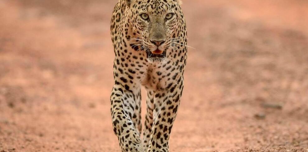 Big Five Safari
