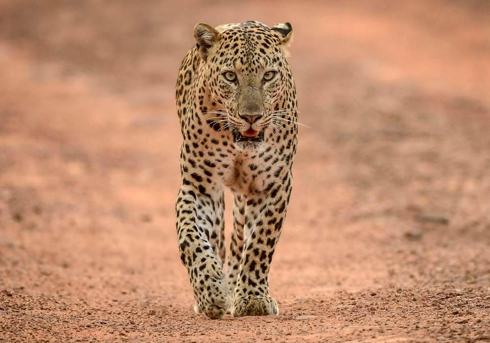 Big Five Safari