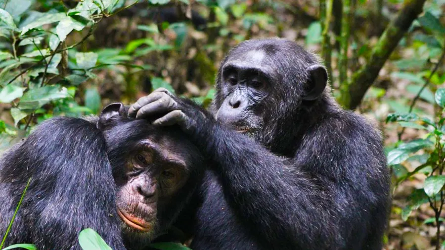 The Bigodi Wetlands Walk, a popular addition to Kibale chimpanzee tracking safaris