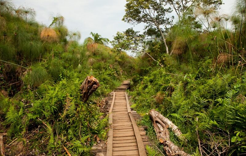 Bigodi Wetlands Walk: The Ultimate Guide to Uganda’s Primate and Birding Paradise (2026/2027 Guide)