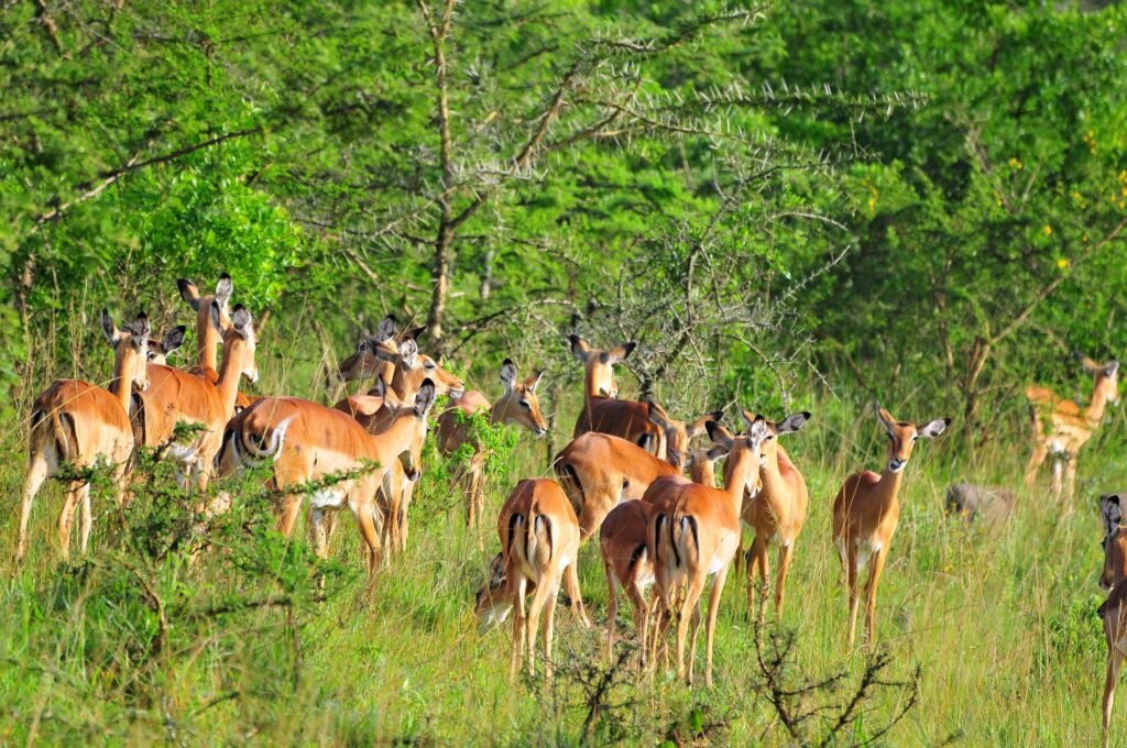Experience the ultimate 5-day Bwindi and Lake Mburo safari