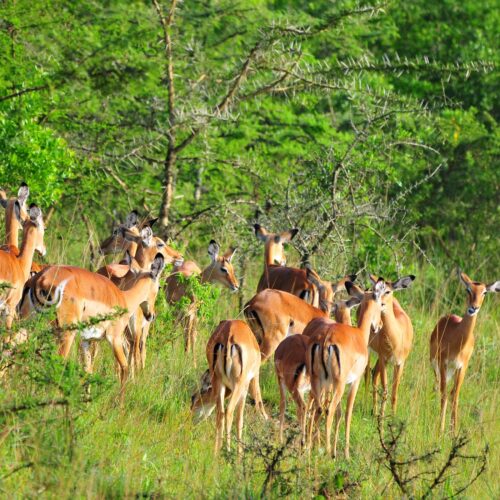 Experience the ultimate 5-day Bwindi and Lake Mburo safari