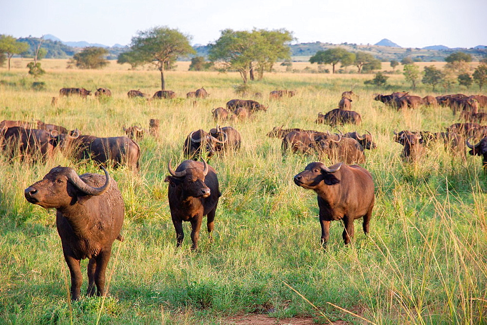 A large herd of buffaloes in Kidepo Valley National Park on a 6 day Kidepo Valley National Park remote wildlife safari itinerary