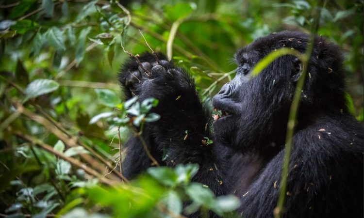 Gorilla trekking in the Buhoma sector, the best Bwindi gorilla sector for first-timers and luxury travelers
