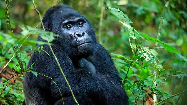 The lush landscape of Bwindi Impenetrable Forest on a 4 day double gorilla trekking safari Bwindi Buhoma and Rushaga sectors