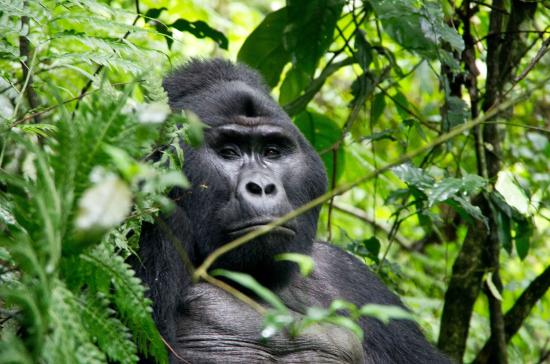 A family of mountain gorillas observed during Bwindi gorilla trekking in Bwindi Impenetrable National Park