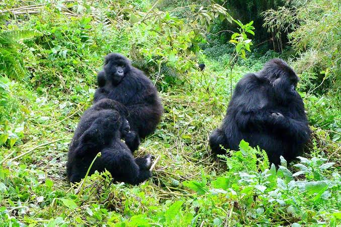 The Nkuringo sector with stunning views, a challenging area for Bwindi gorilla trekking