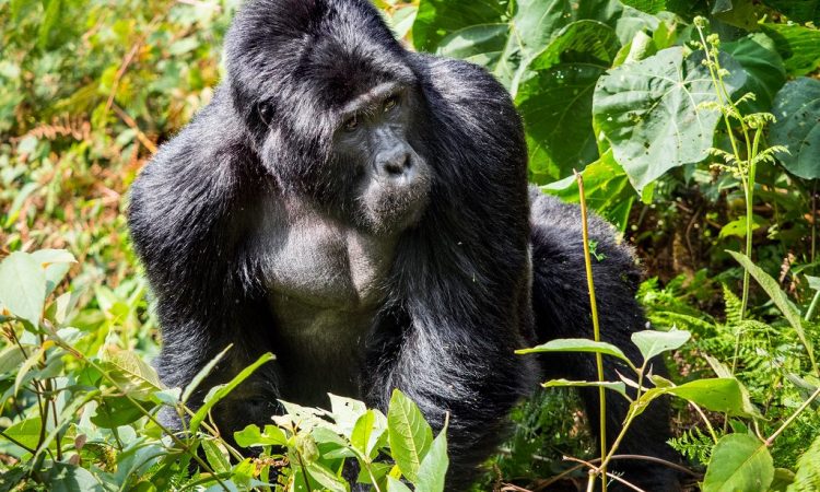 The Ruhija sector, known for birdwatching and fewer crowds during Bwindi gorilla trekking