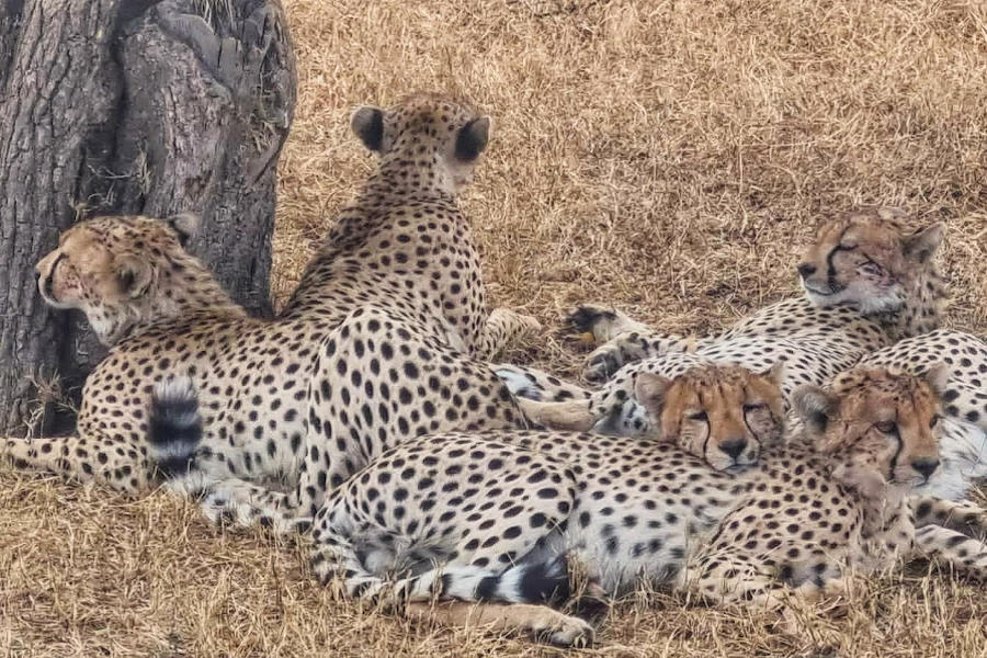 cheetah in Kidepo Valley National Park on a 6 day Kidepo Valley National Park remote wildlife safari itinerary