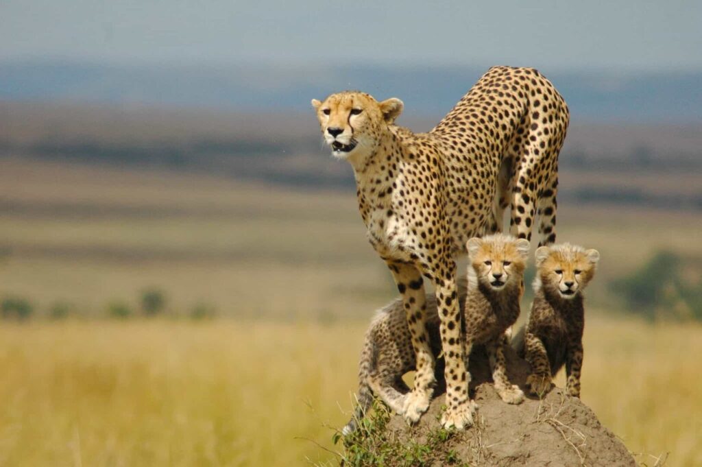 A cheetah in Kidepo Valley National Park on a 6 day luxury fly-in safari to Kidepo Valley and Murchison Falls