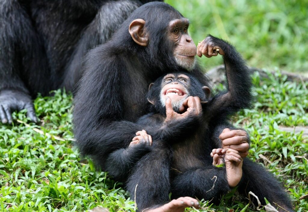 A chimpanzee family observed during Kibale chimpanzee tracking in Uganda's Kibale Forest
