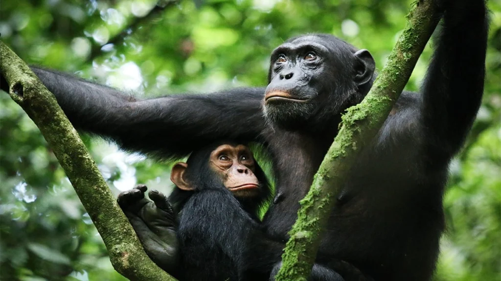 A chimpanzee being observed during a habituation session on a 10 day comprehensive Uganda primate habituation experience safari