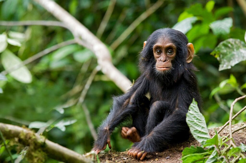 A chimpanzee being photographed in Kibale Forest on an 8 day Uganda photography safari Big Five and primate package