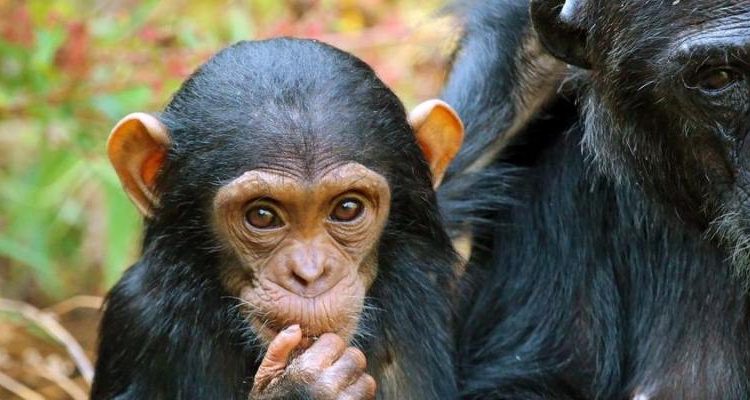 A chimpanzee in Budongo Forest on a 4 day Murchison Falls boat cruise and chimpanzee tracking Budongo Forest safari