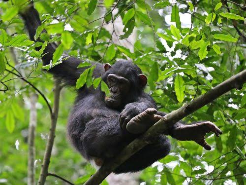 A chimpanzee in Kibale Forest on a 10 day best of Uganda safari itinerary Murchison Falls Kibale Bwindi Mburo