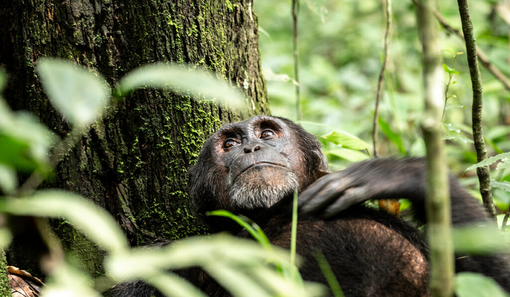 A chimpanzee in Kibale Forest National Park during a 7 day Uganda primate safari Bwindi gorillas Kibale chimpanzees