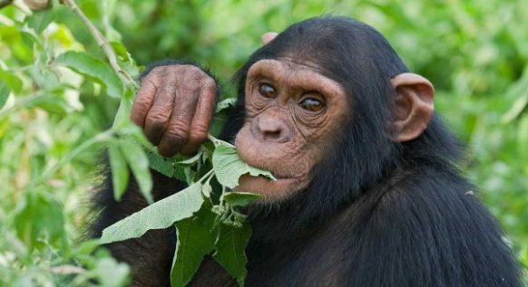 A chimpanzee in Kibale Forest on a 12 day ultimate Uganda wildlife safari and gorilla trekking tour