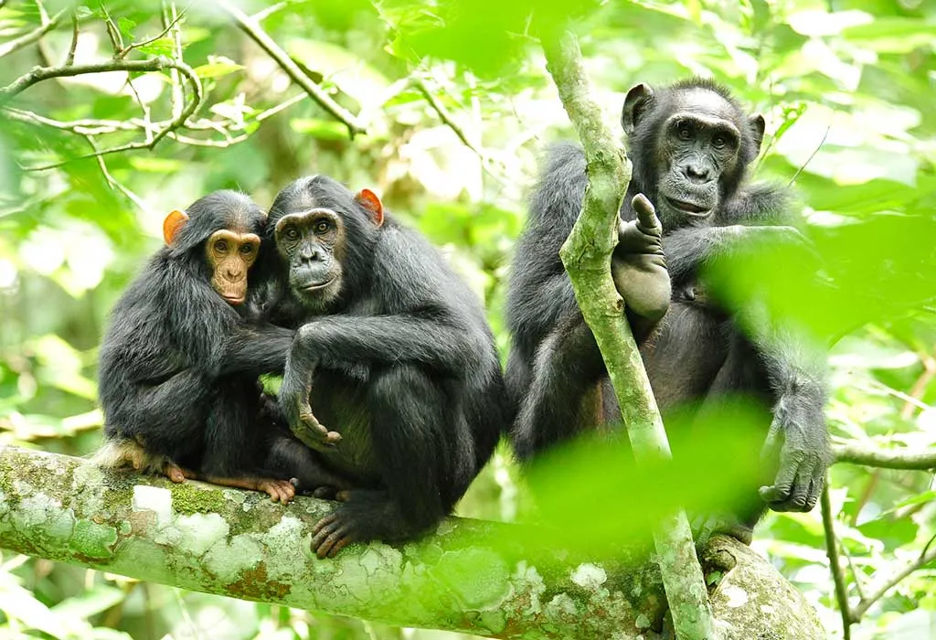 Chimpanzee tracking in Kibale Forest on a 5 day gorilla and chimpanzee tracking itinerary Uganda