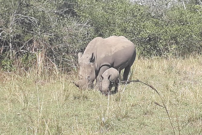 A close-up of a Southern white rhino at Ziwa Rhino Sanctuary on a 4 day Bwindi gorilla trek combined with Ziwa Rhino Sanctuary walk
