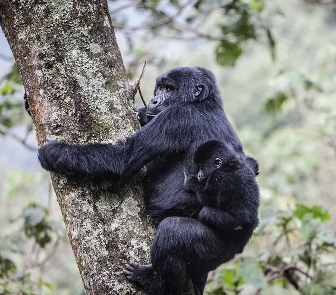 Travelers crossing the Rwanda-Uganda border during a 3 day budget gorilla safari from Kigali to Bwindi Impenetrable Forest