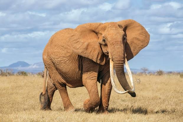 An elephant in Murchison Falls National Park, part of a Murchison Falls National Park safari