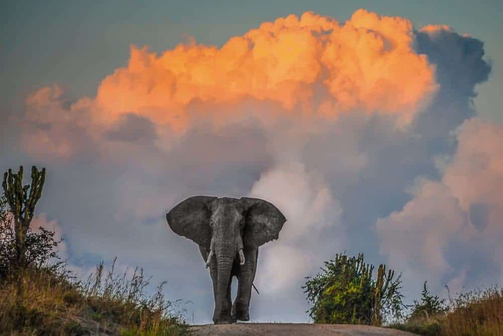 An elephant in Queen Elizabeth National Park, part of a Queen Elizabeth National Park safari
