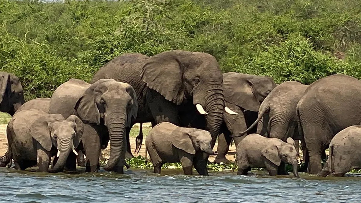An elephant in Queen Elizabeth National Park on a 7 day classic Uganda Big Five safari Murchison Falls Ziwa and Queen Elizabeth