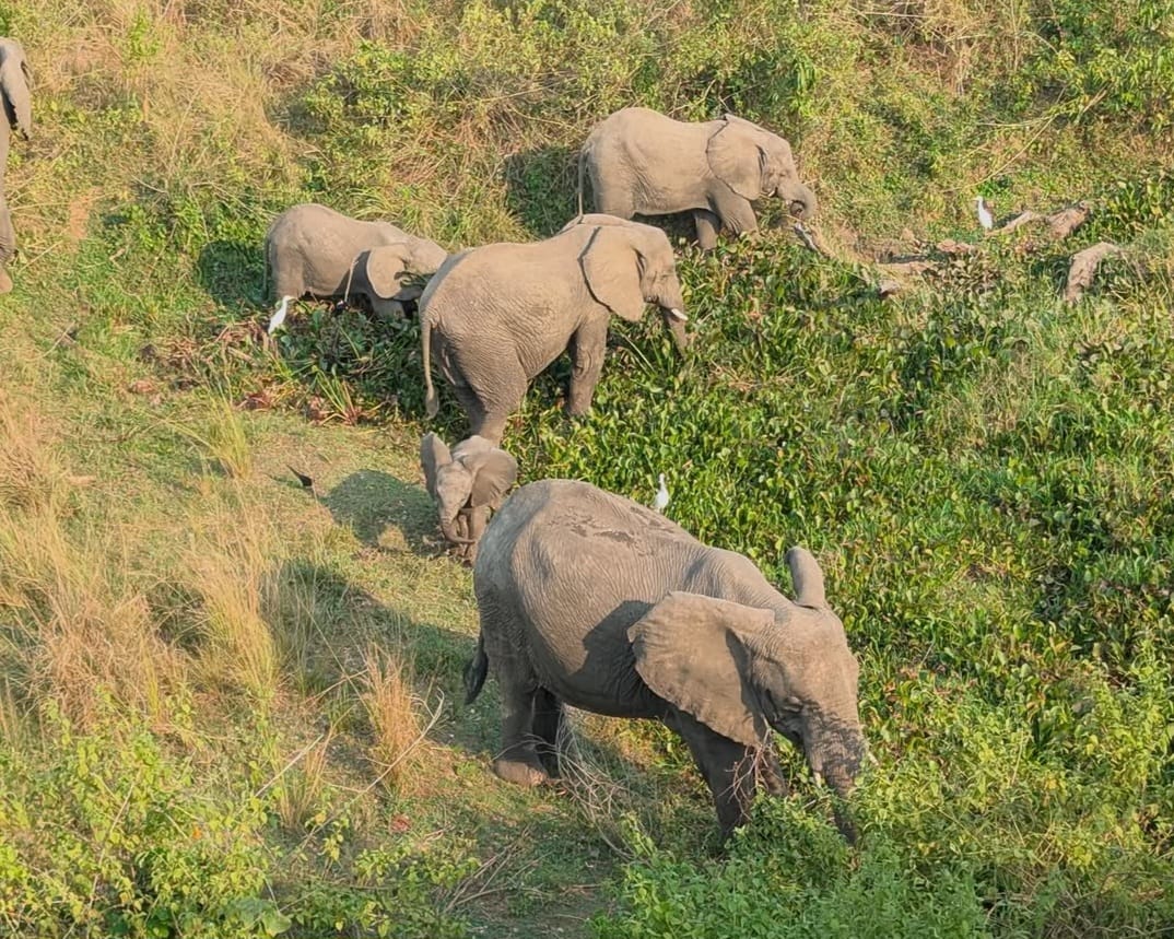 An elephant in Queen Elizabeth National Park on a 7 day Uganda savannah safari Queen Elizabeth Ishasha and Lake Mburo