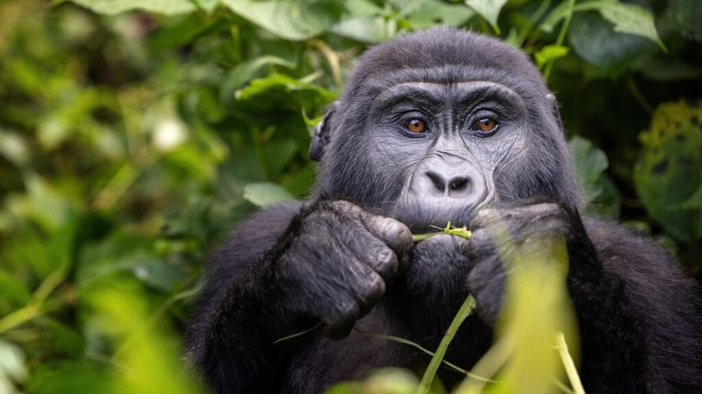 Gorilla Trekking in uganda