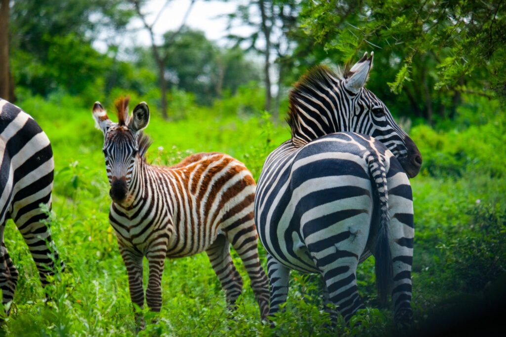A family on a game drive in Queen Elizabeth National Park on a 10 day family-friendly Uganda wildlife safari itinerary with kids