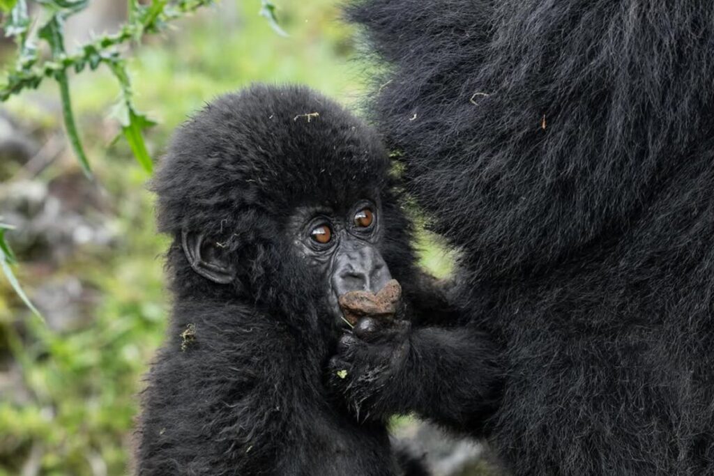 Rangers providing first aid during gorilla trekking, demonstrating why medical evacuation insurance for Uganda gorilla trekking is essential