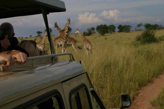 Elephants on a game drive in Murchison Falls National Park on a 4 day safari