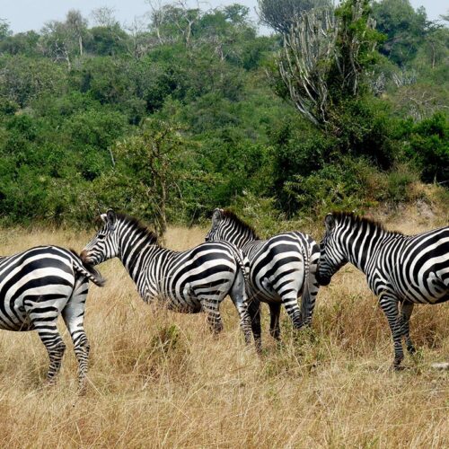 What to Expect on a 5-Day Bwindi and Lake Mburo Safari