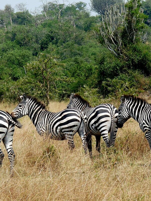 What to Expect on a 5-Day Bwindi and Lake Mburo Safari