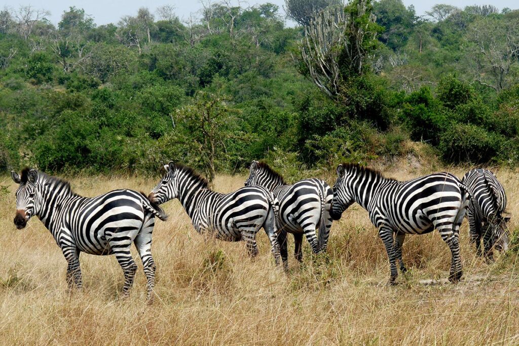 A zebra in Lake Mburo National Park on a 10 day best of Uganda safari itinerary Murchison Falls Kibale Bwindi Mburo