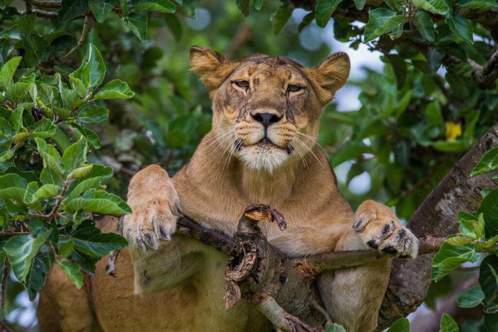 Elephants on a game drive in Queen Elizabeth National Park on a 4 day tree climbing lions safari itinerary