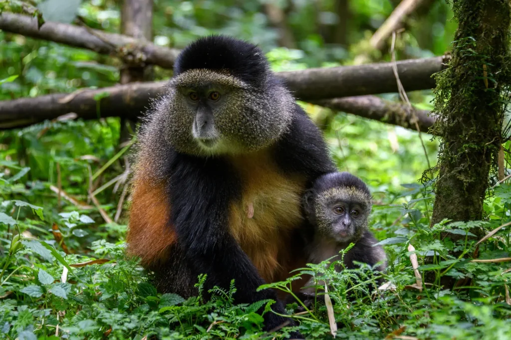 A golden monkey in Mgahinga forest on a 10 day comprehensive Uganda primate habituation experience safari
