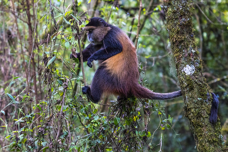 A rare golden monkey in Mgahinga forest during a 5 day Uganda gorilla trekking and golden monkey tracking Mgahinga adventure