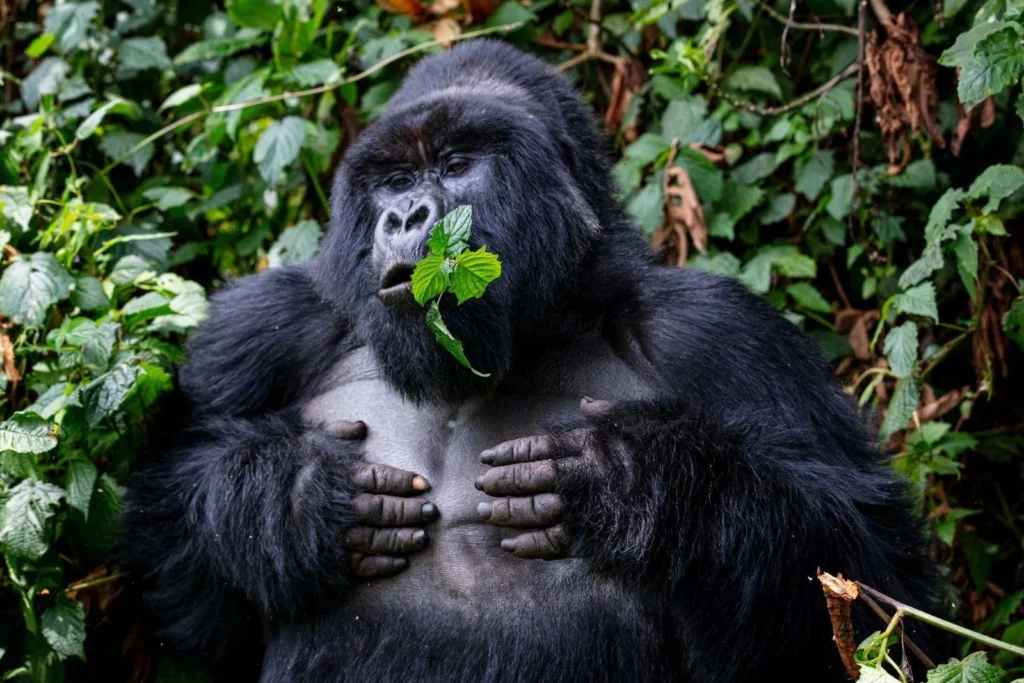 4 Day Bwindi Gorilla Habituation Experience Itinerary and Cost (2026/2027 Guide) 2 A 4-hour gorilla habituation session in Bwindi, part of a 4 day Bwindi gorilla habituation experience itinerary and cost