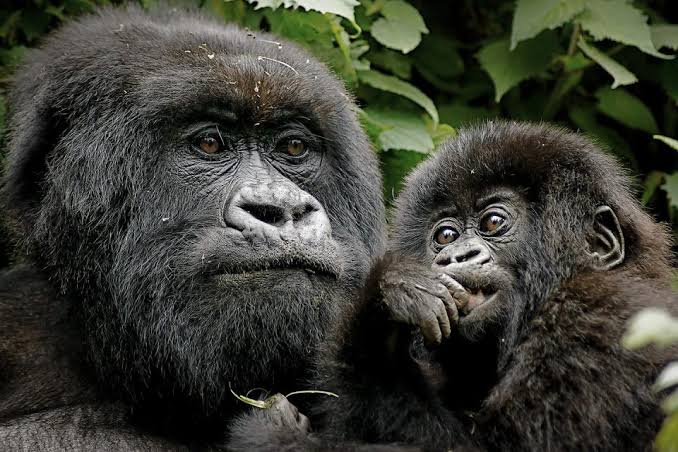 A team of researchers and trackers documenting gorilla behavior during a 4 day Bwindi gorilla habituation experience itinerary