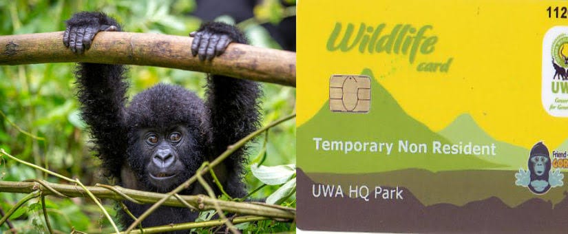Cost of a gorilla permit in Uganda 2026 – Bwindi trekking permit