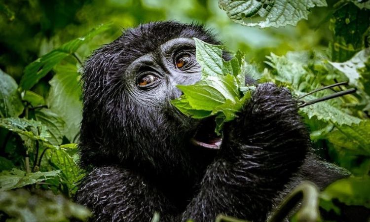 A group of budget travelers trekking to find mountain gorillas in Bwindi Impenetrable Forest