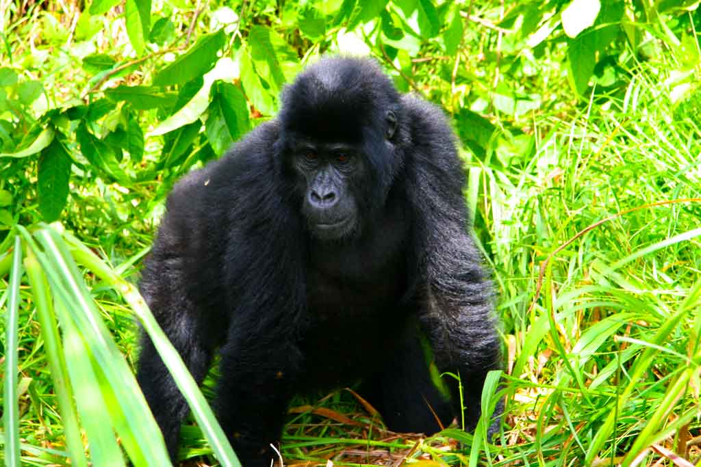 Tourists trekking in the Buhoma sector on a 4 day double gorilla trekking safari Bwindi Buhoma and Rushaga sectors