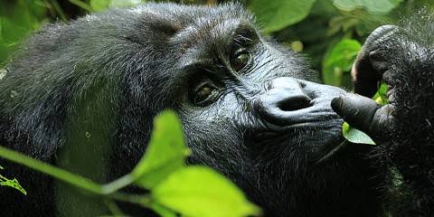 Tourists trekking to see mountain gorillas on a 3 day luxury gorilla trekking safari Bwindi fly in from Entebbe