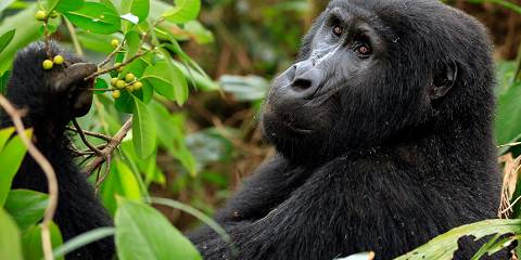Tourists trekking in Bwindi forest on a 3 day Bwindi gorilla trek with Lake Bunyonyi relaxation itinerary