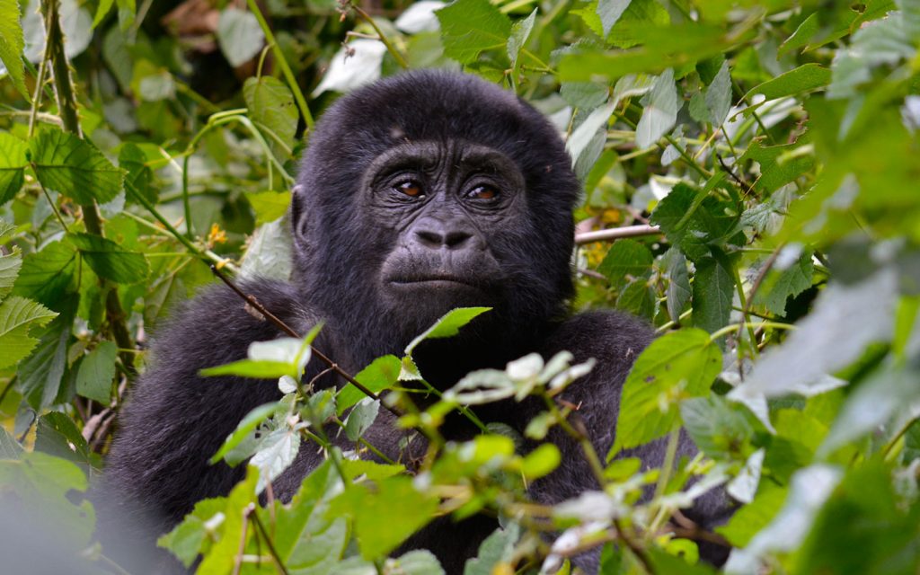 Tourists trekking in Bwindi forest on a 3 day fly-in safari to Kihihi for Bwindi gorilla trekking
