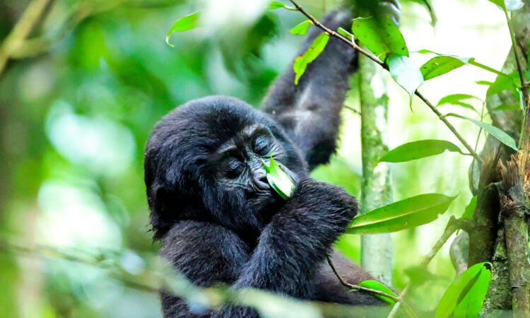 Tourists trekking to see mountain gorillas on a 5 day luxury fly-in gorilla safari staying at Clouds Mountain Gorilla Lodge