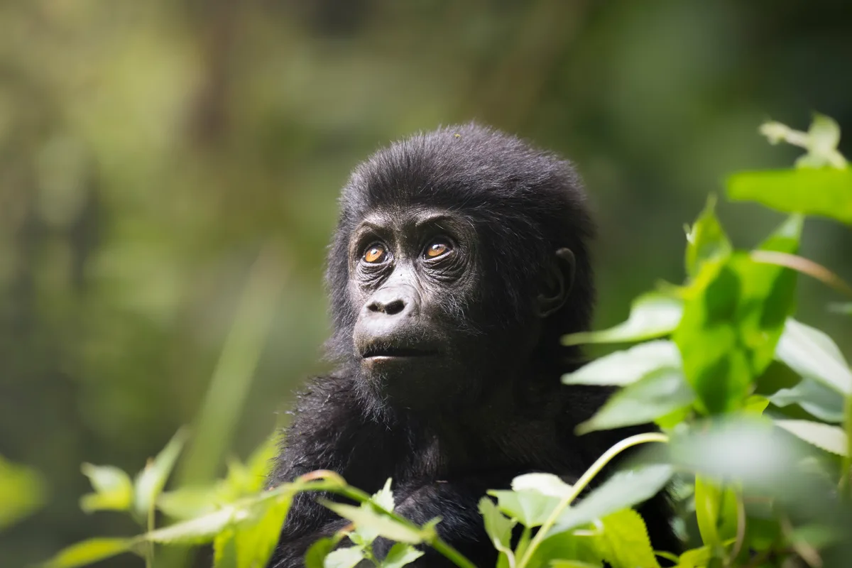 A silverback mountain gorilla in Bwindi Impenetrable Forest on a 7 day Uganda primate safari Bwindi gorillas Kibale chimpanzees